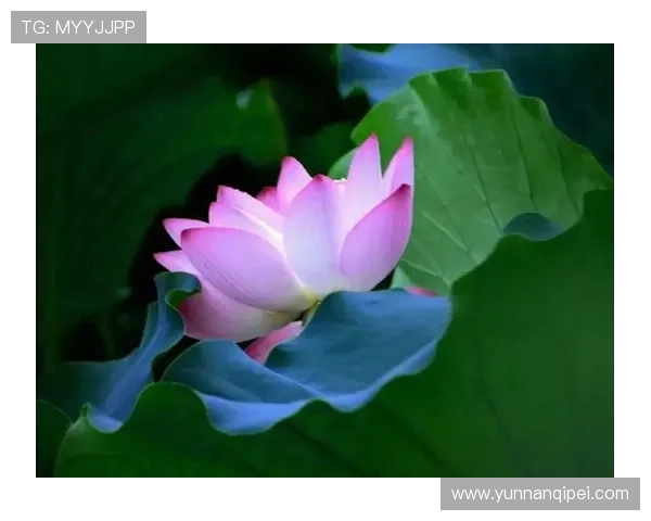 何思雨:在纷繁世界中寻找内心的宁静与自我价值的旅程 何思雨:在纷繁世界中寻找内心的宁静与自我价值的旅程